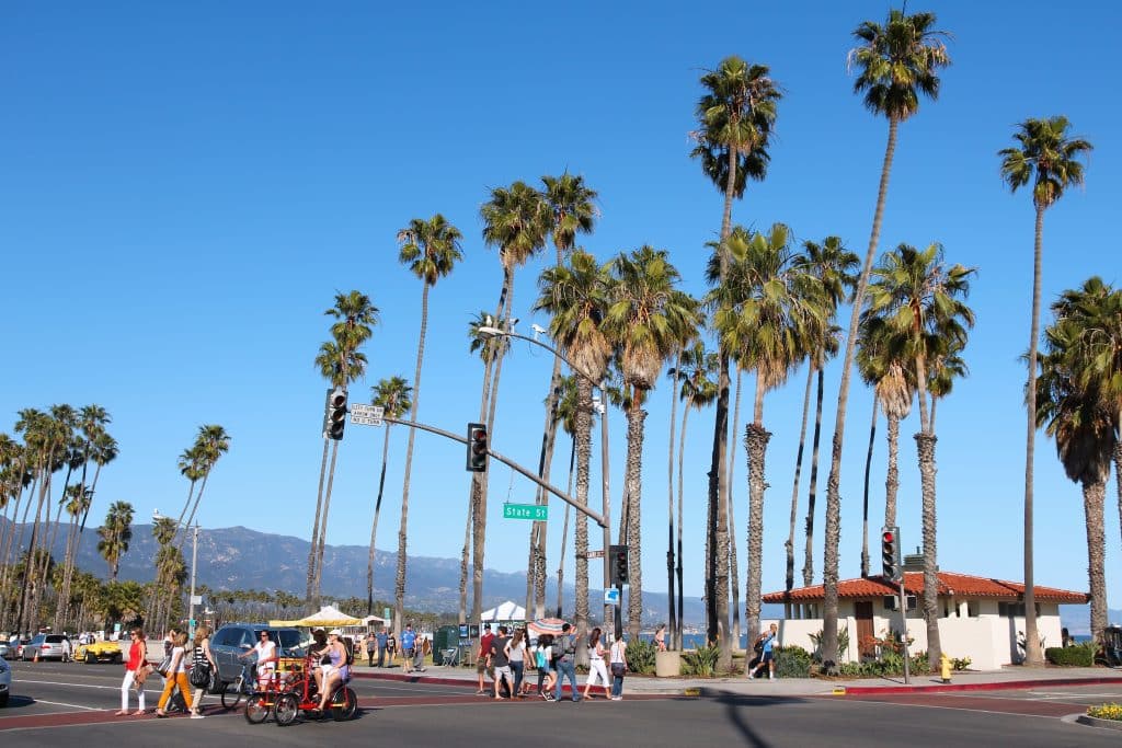 palm trees palm trees