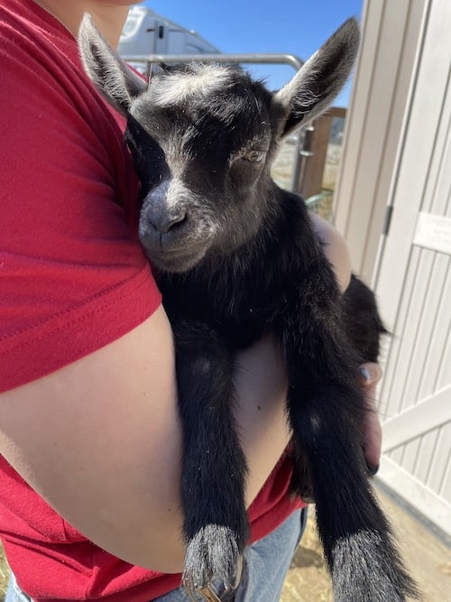 Baby Goat - Aragon Cares: Alma Bonita Animal Rescue