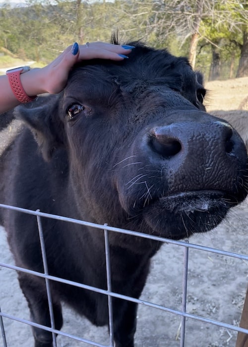 Cow - Aragon Cares: Alma Bonita Animal Rescue